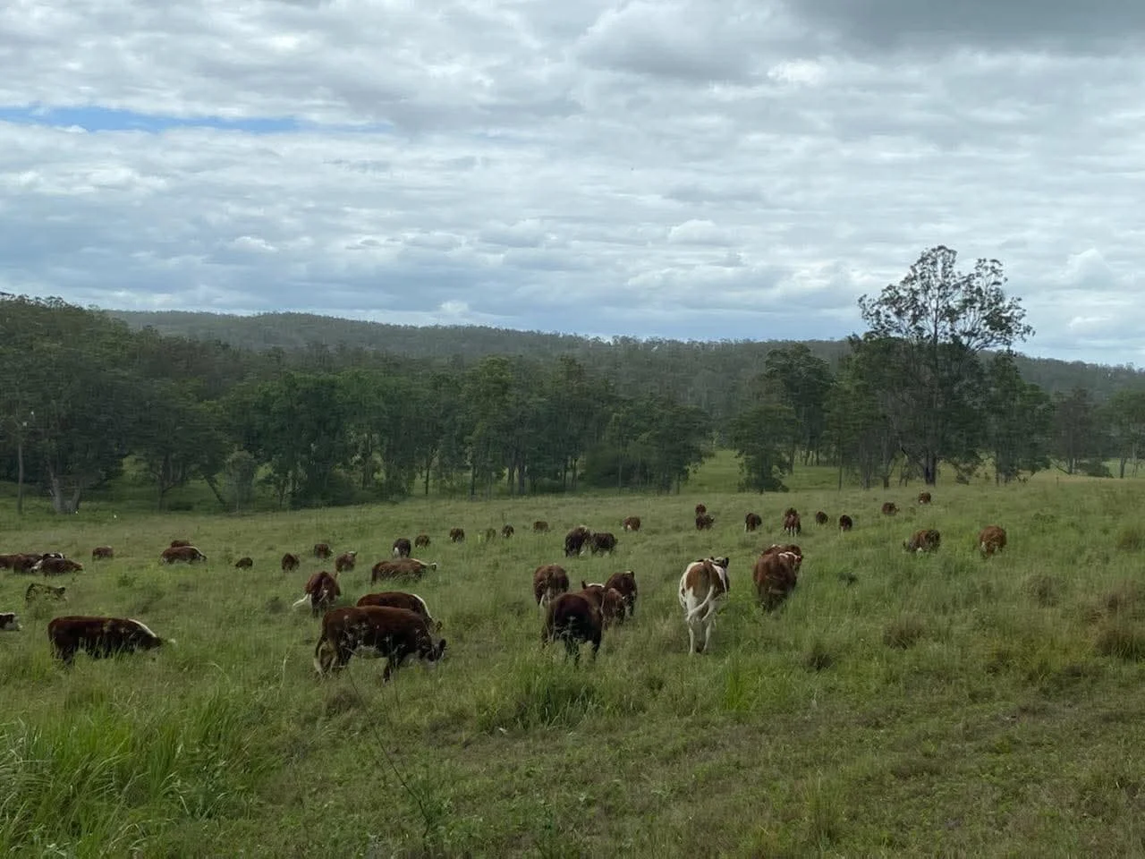 Additional image 24 of 1139 Old Dyraaba Rd, Lower Dyraaba NSW 2470