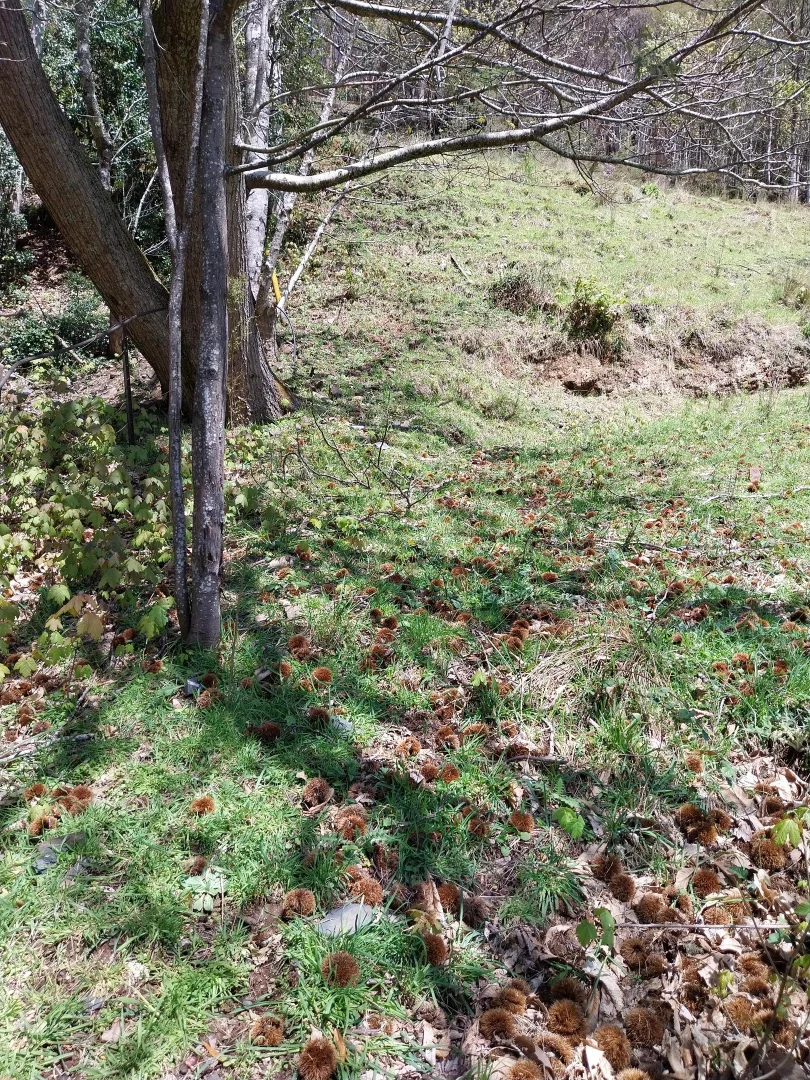 Additional image 20 of 30 Scott Street, Woods Point VIC 3723