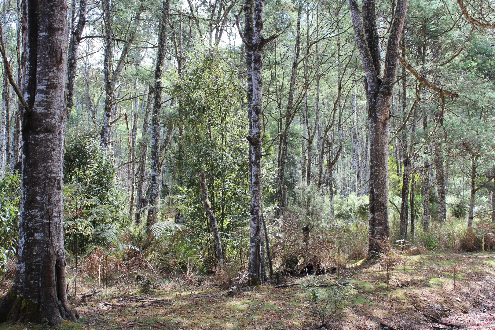 Additional image 5 of 188 Bassett's Road, Calder TAS 7325