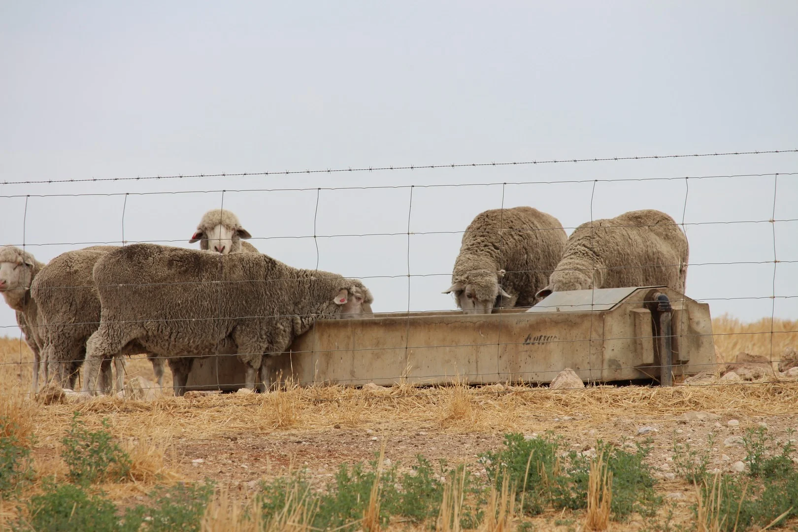 Additional image 2 of 2212 CAREW ROAD, Mundulla SA 5270