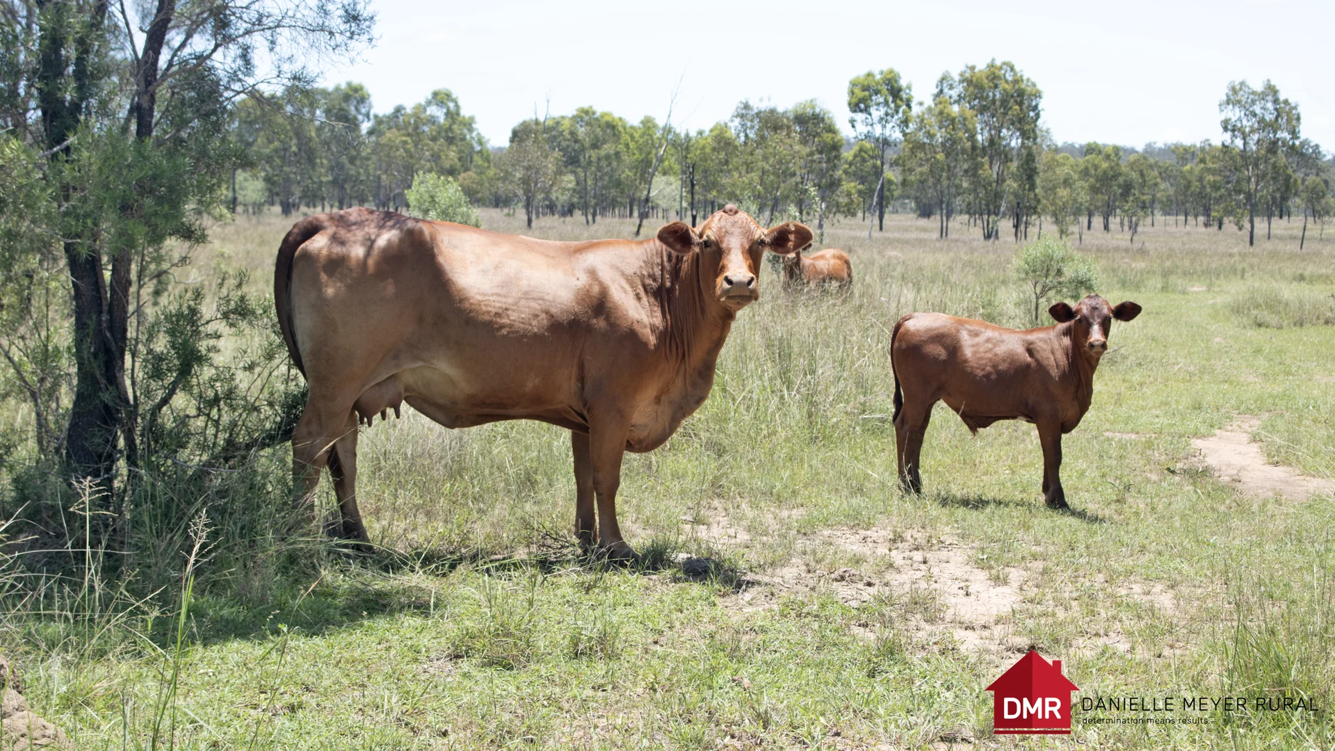 Additional image 55 of 8 Screening Plant Road, Cynthia QLD 4627
