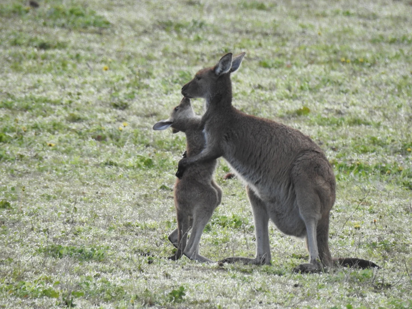 Additional image 31 of 839 Signal Flat Road, Finniss SA 5255