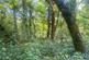 Additional image 14 of Mere Brow Wood (almost 13 acres), Mere Brow, Preston, Lancashire PR4