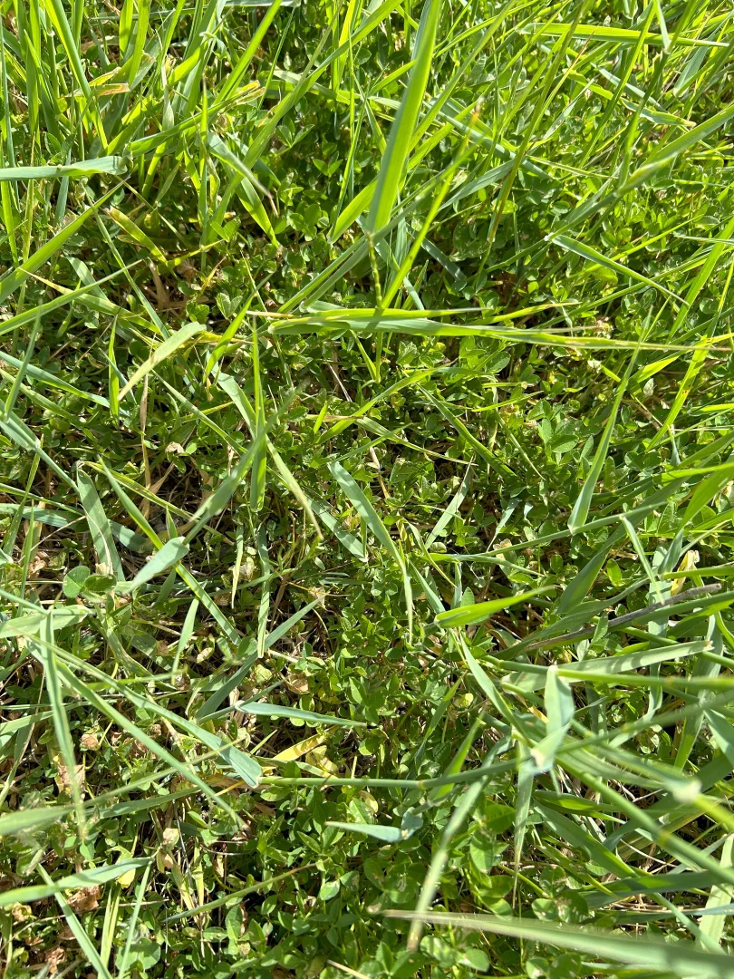 Additional image 2 of Cnr Glenelg Highway and Denhills Road, Coleraine VIC 3315