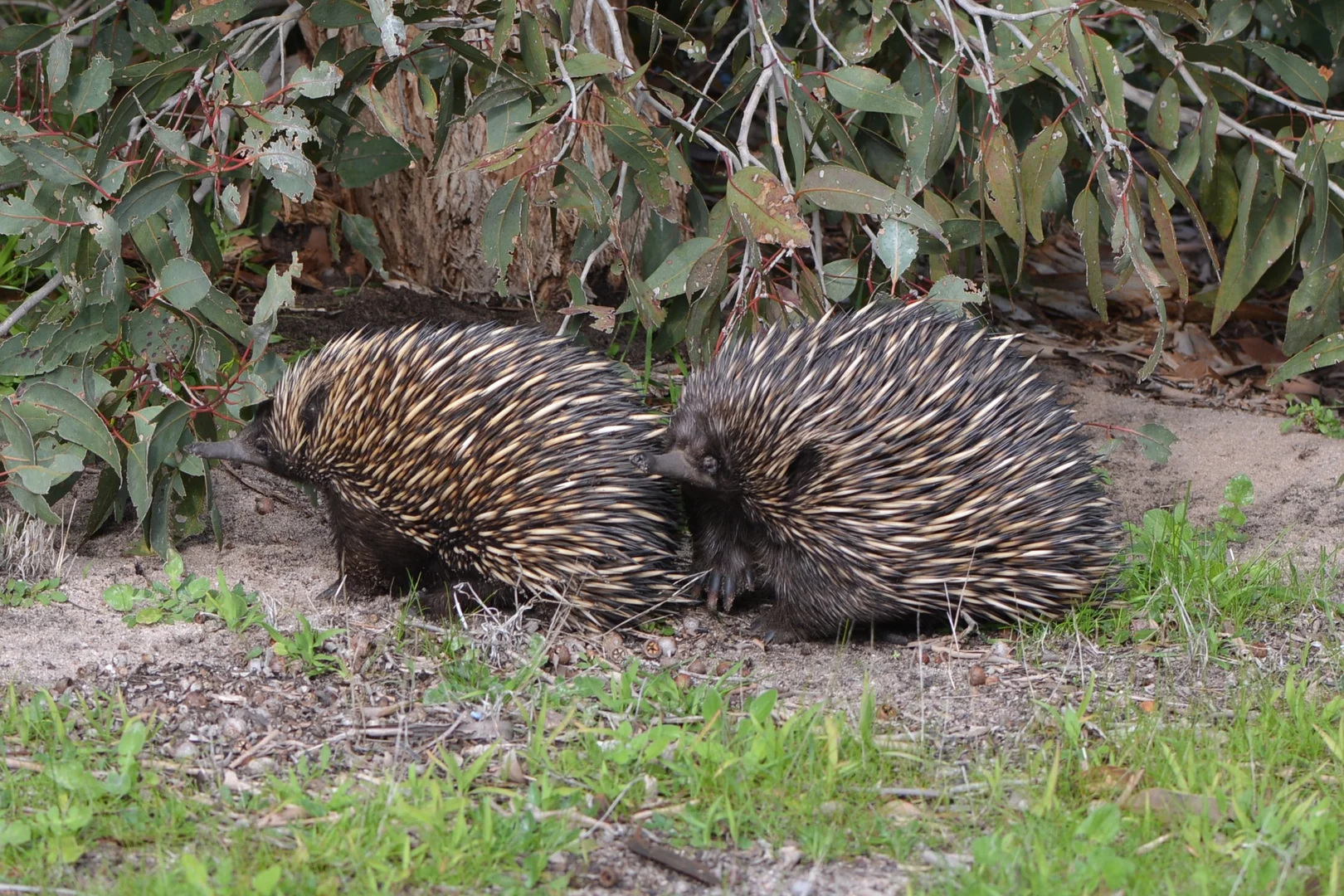 Additional image 30 of 839 Signal Flat Road, Finniss SA 5255