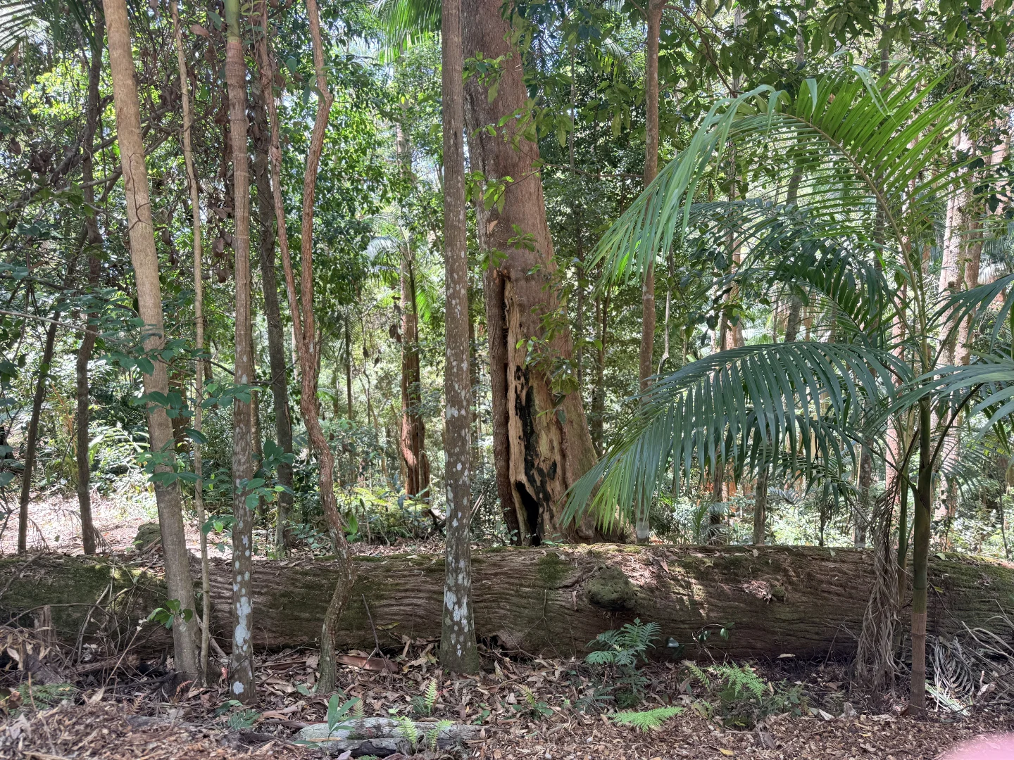 Additional image 9 of 127 Wongawallan Road, Tamborine Mountain QLD 4272