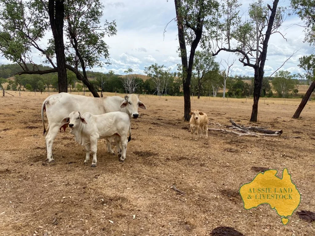 Additional image 71 of 2360 MONTO MOUNT PERRY ROAD, Yarrol QLD 4630