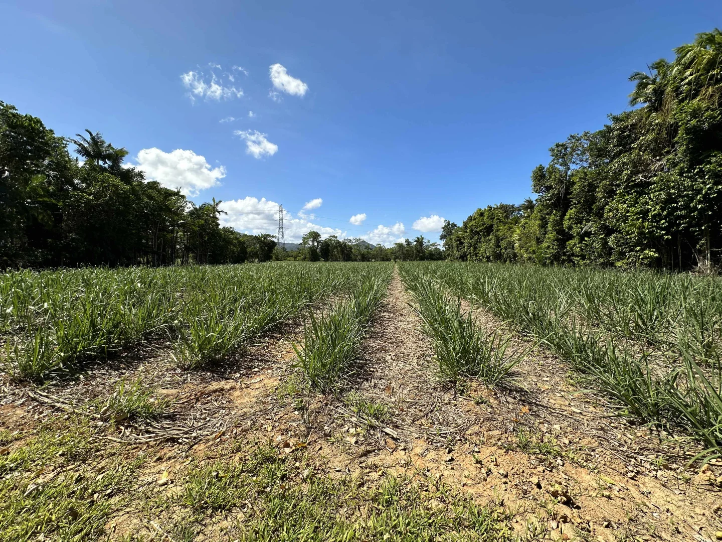 Additional image 21 of East Feluga QLD 4854