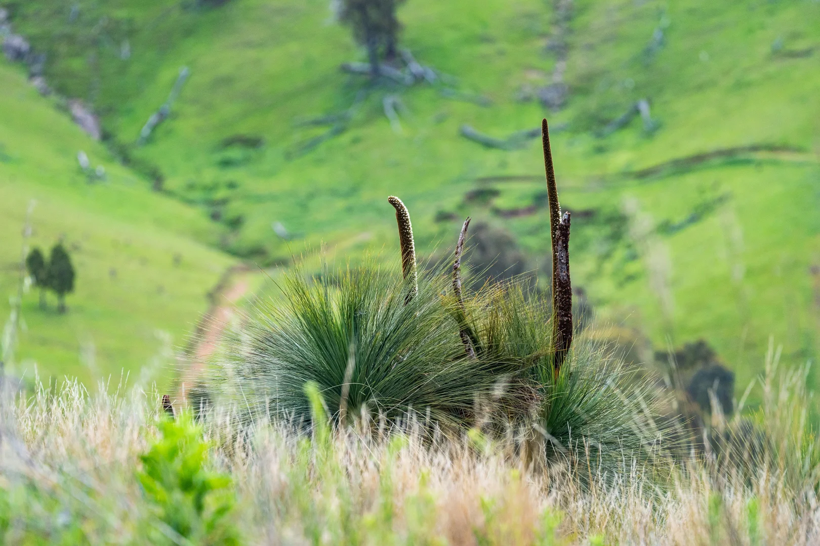 Additional image 9 of . Packers Road, Bethanga VIC 3691