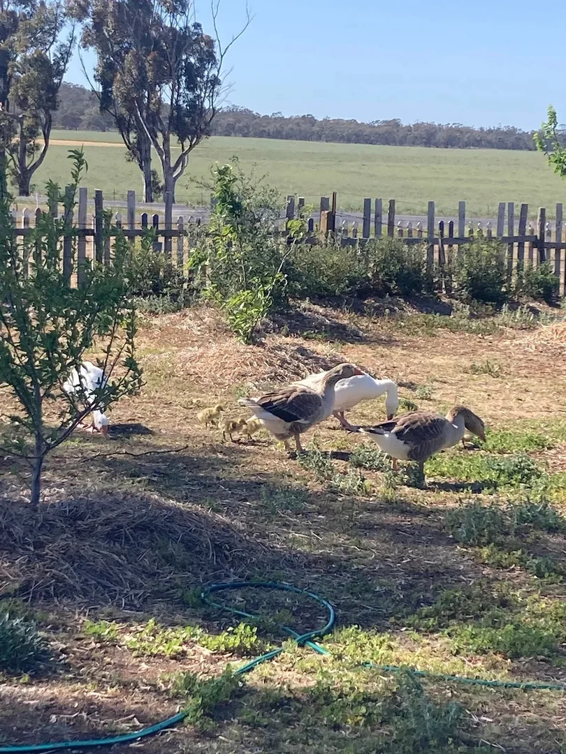 Additional image 4 of 990 Banyenong Jeffcott Road, Jeffcott North VIC 3480