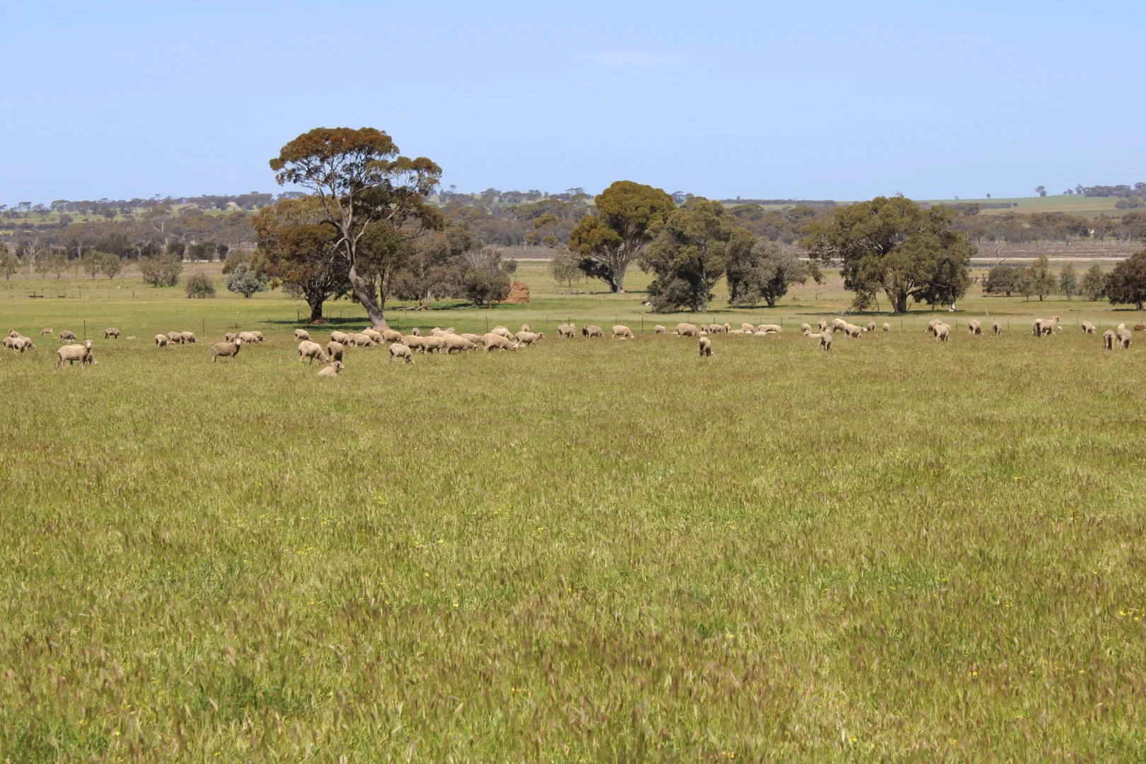 Additional image 18 of 256 WAGIN-DUMBLEYUNG ROAD, Wagin WA 6315