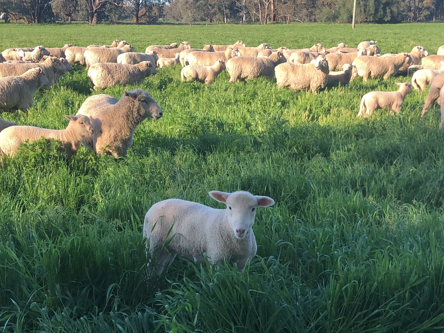 Additional image 10 of Gooloogong NSW 2805