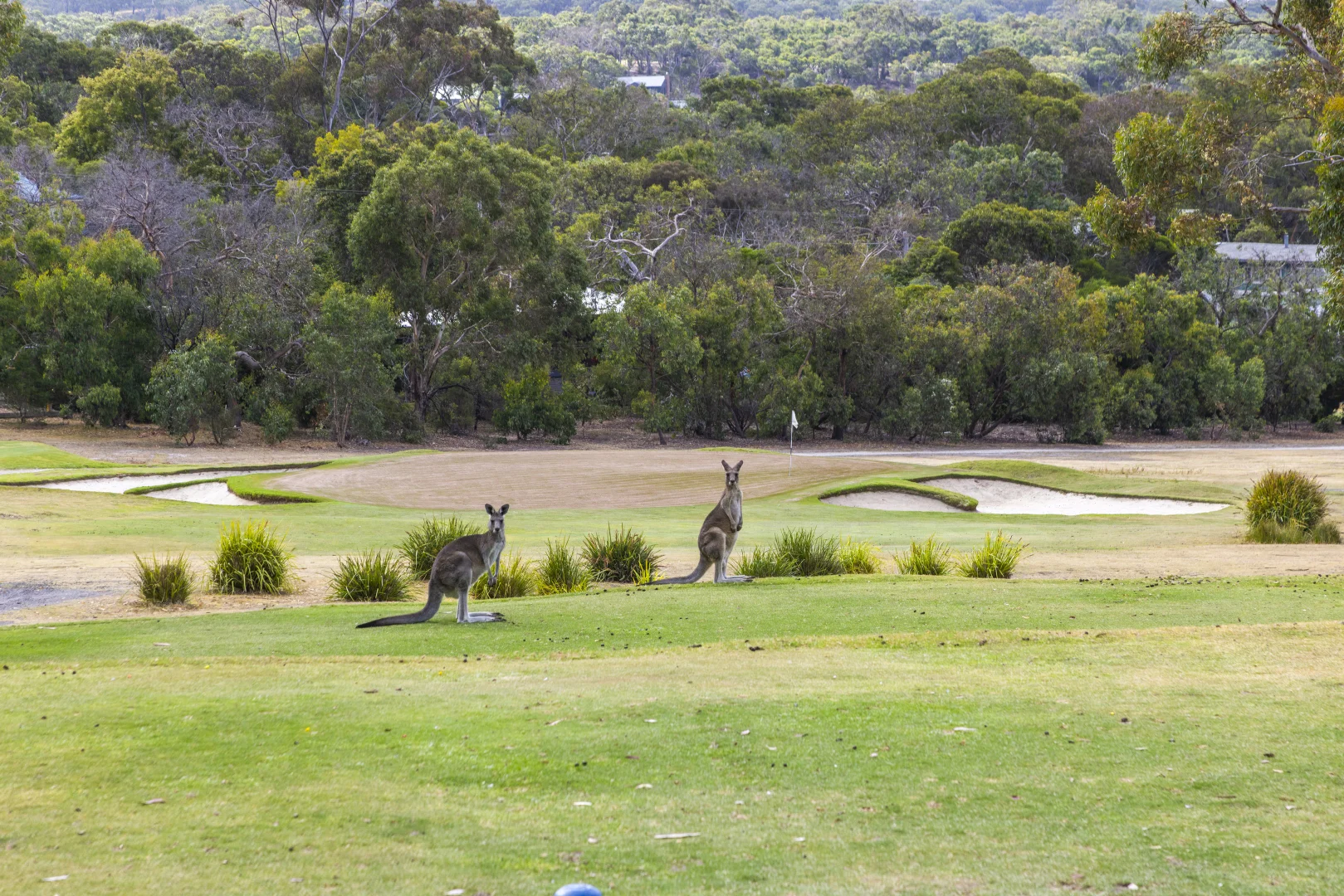 Additional image 9 of 1D McMahon Avenue, Anglesea VIC 3230