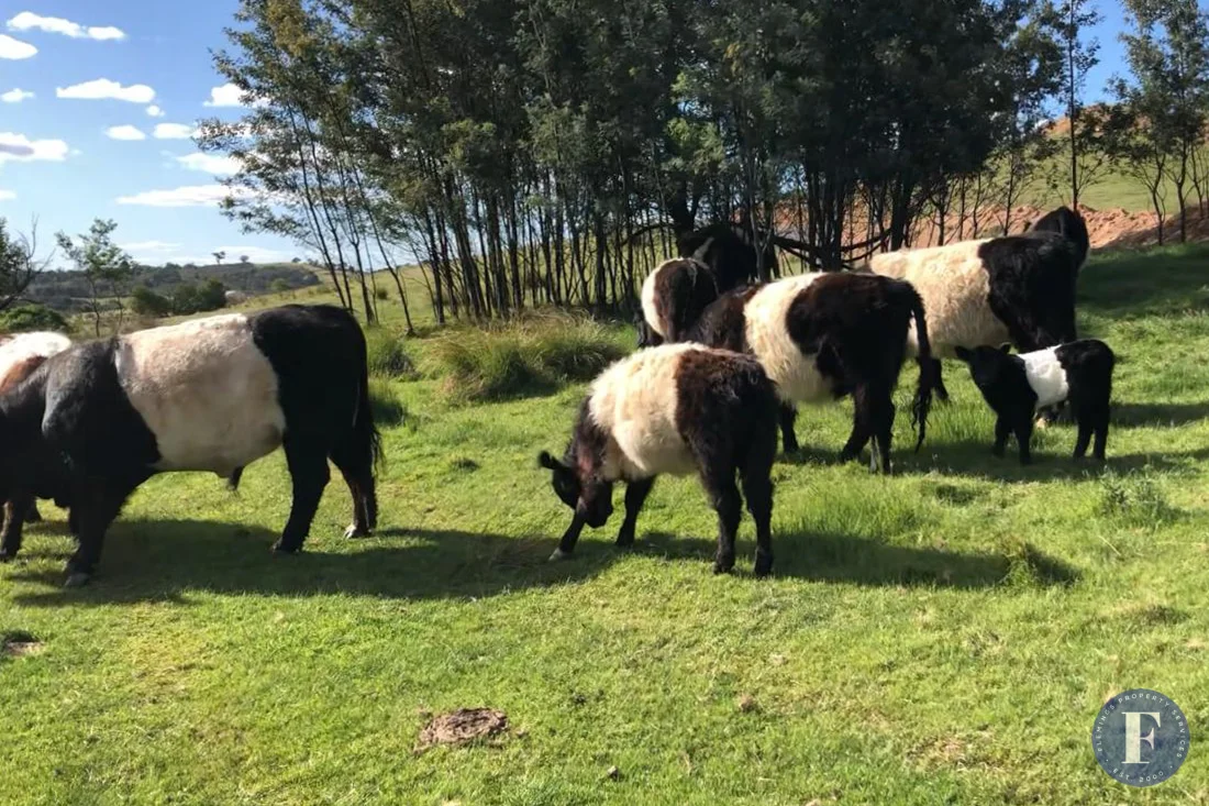 Additional image 10 of 485 Taylors Flat Road, Frogmore NSW 2586