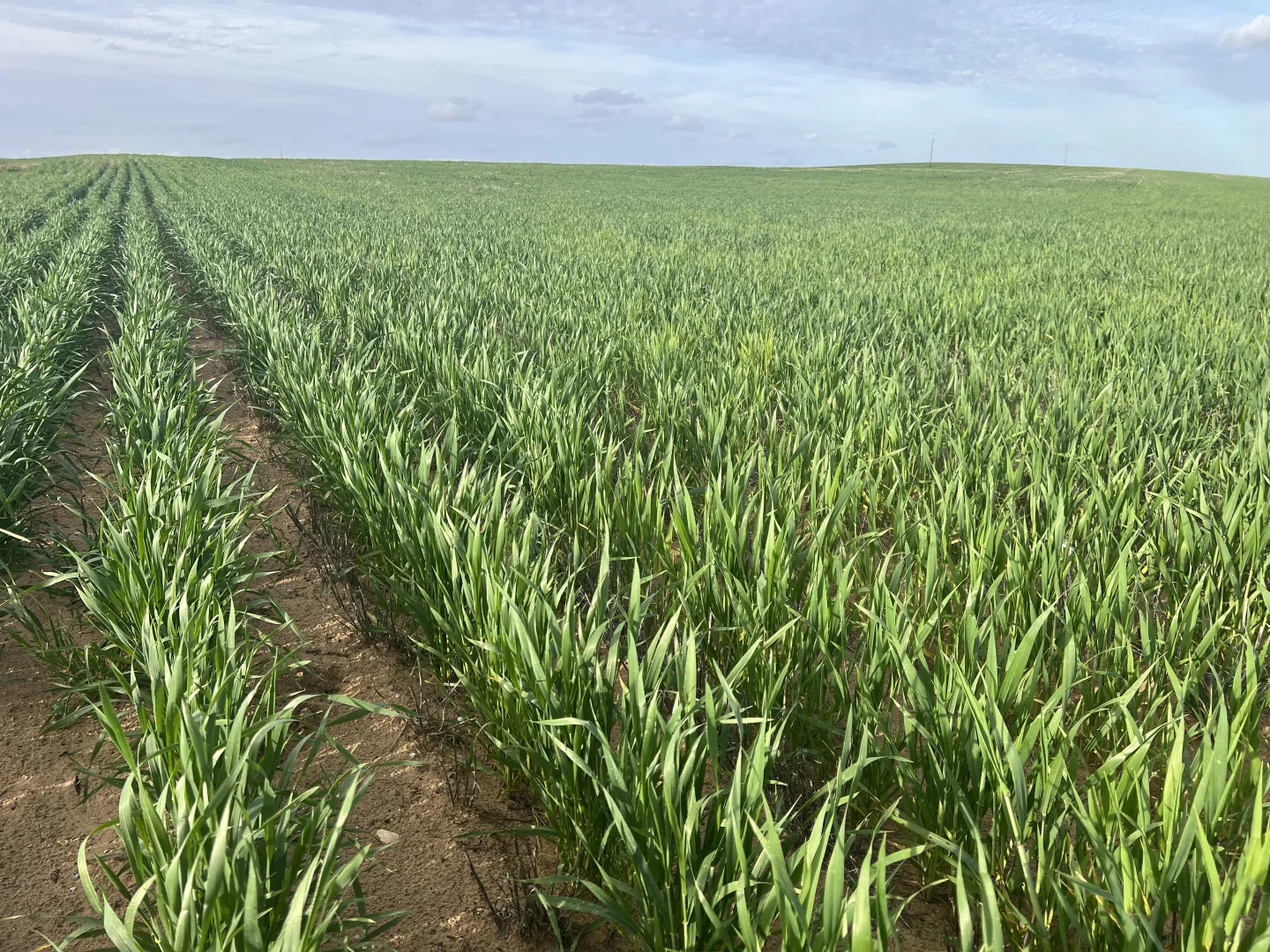 Additional image 5 of Allotment 92 Perponda Road, Karoonda SA 5307