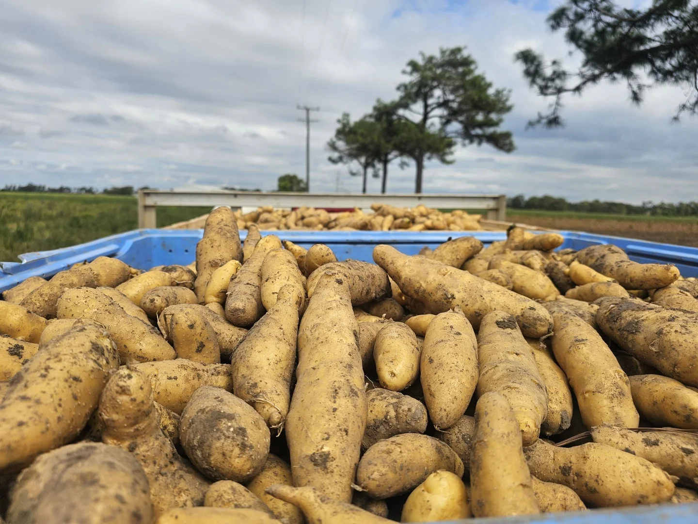 Additional image 21 of 190 Riverview Road, Calavos QLD 4670