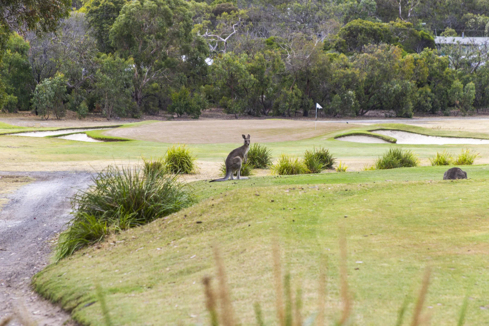 Additional image 8 of 1D McMahon Avenue, Anglesea VIC 3230