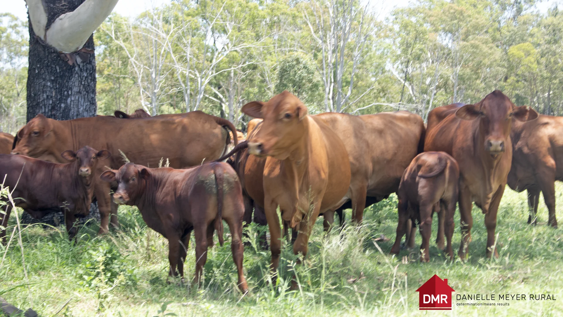 Additional image 38 of 8 Screening Plant Road, Cynthia QLD 4627