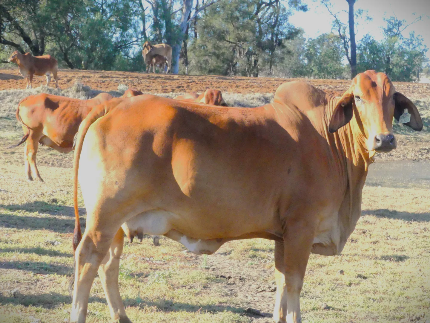 Additional image 27 of 'Bracco' Orallo Road, Roma QLD 4455