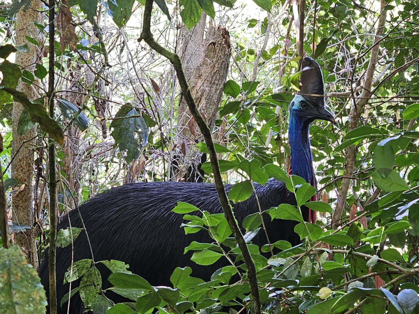 Additional image 30 of 94 Ellinjaa Road, Ellinjaa QLD 4886