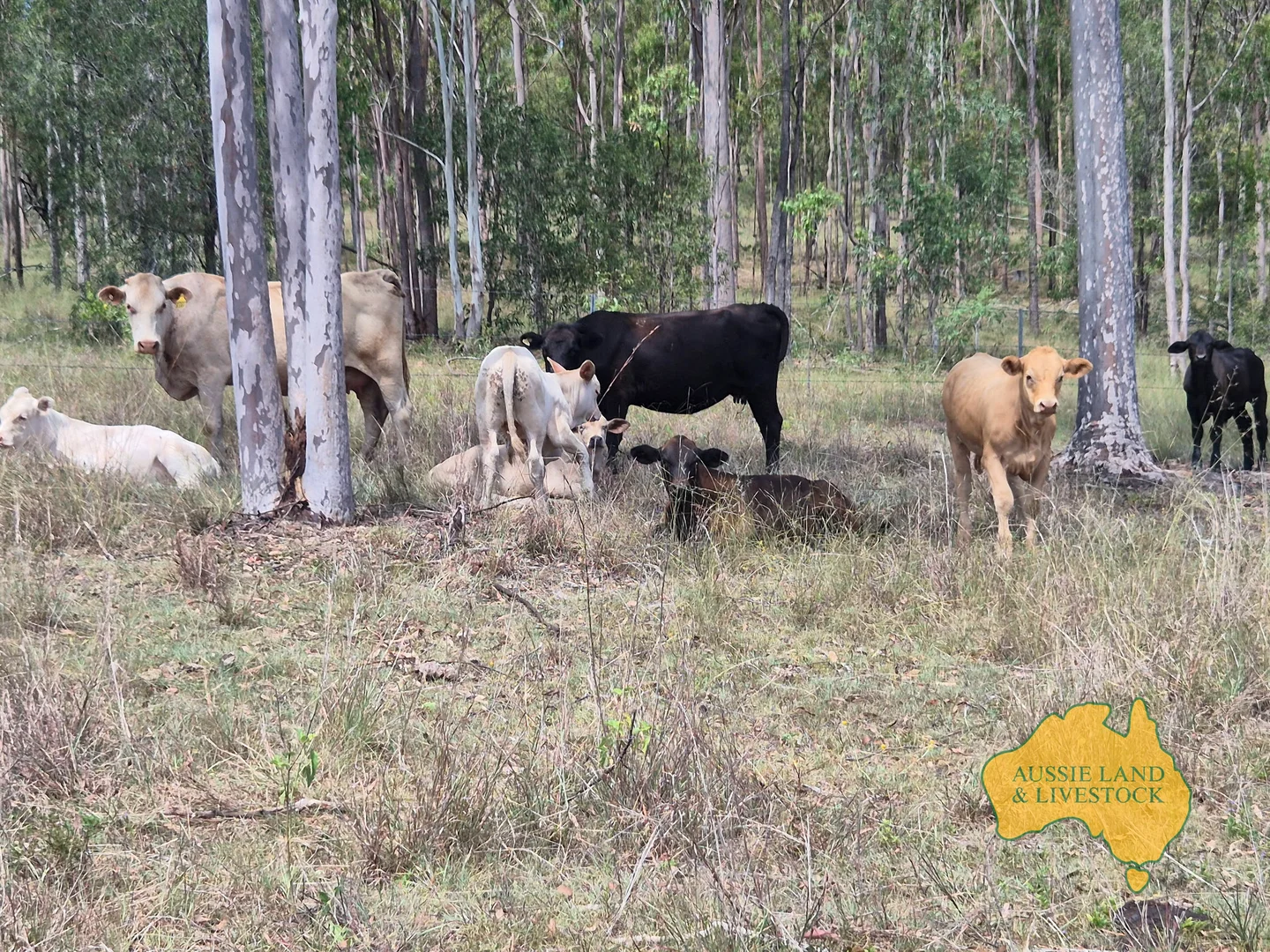 Additional image 59 of 43 & 50, . Kalliwa Road, Mingo QLD 4625