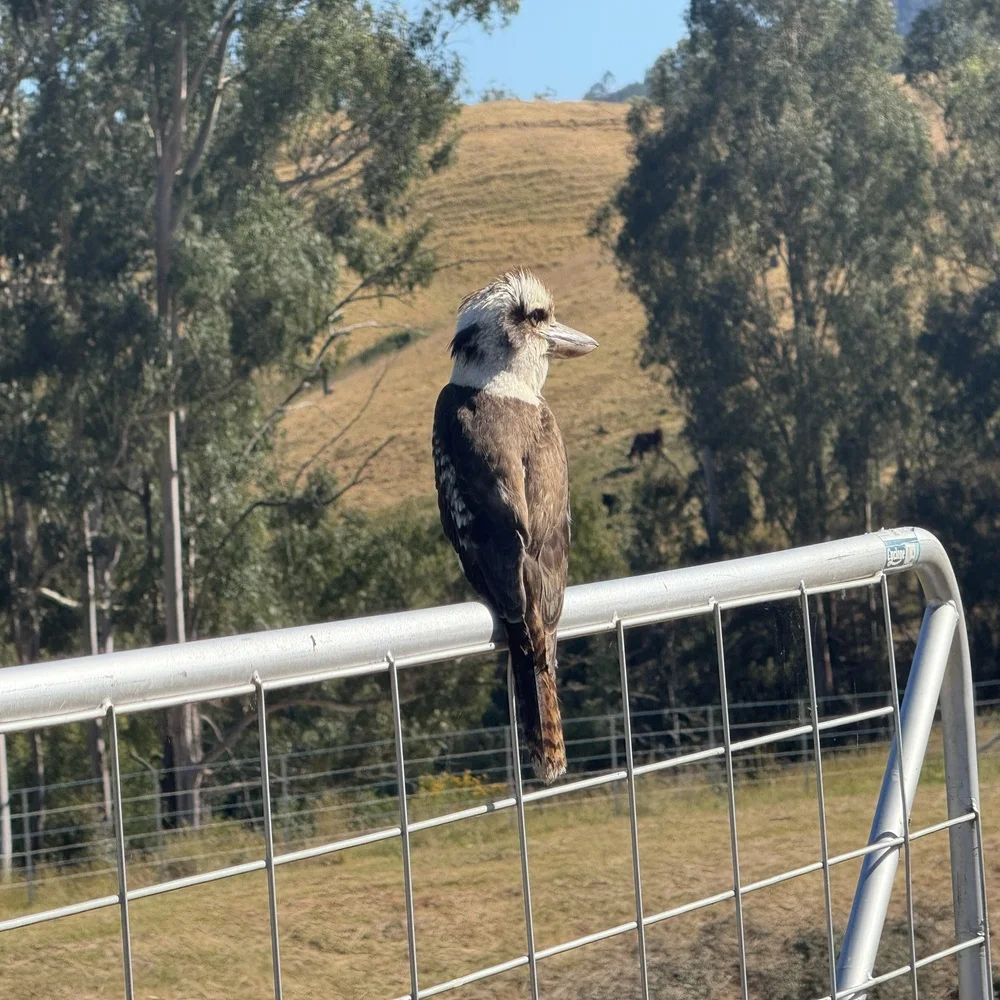 Additional image 10 of 3/1076 Neringla Road, Braidwood NSW 2622