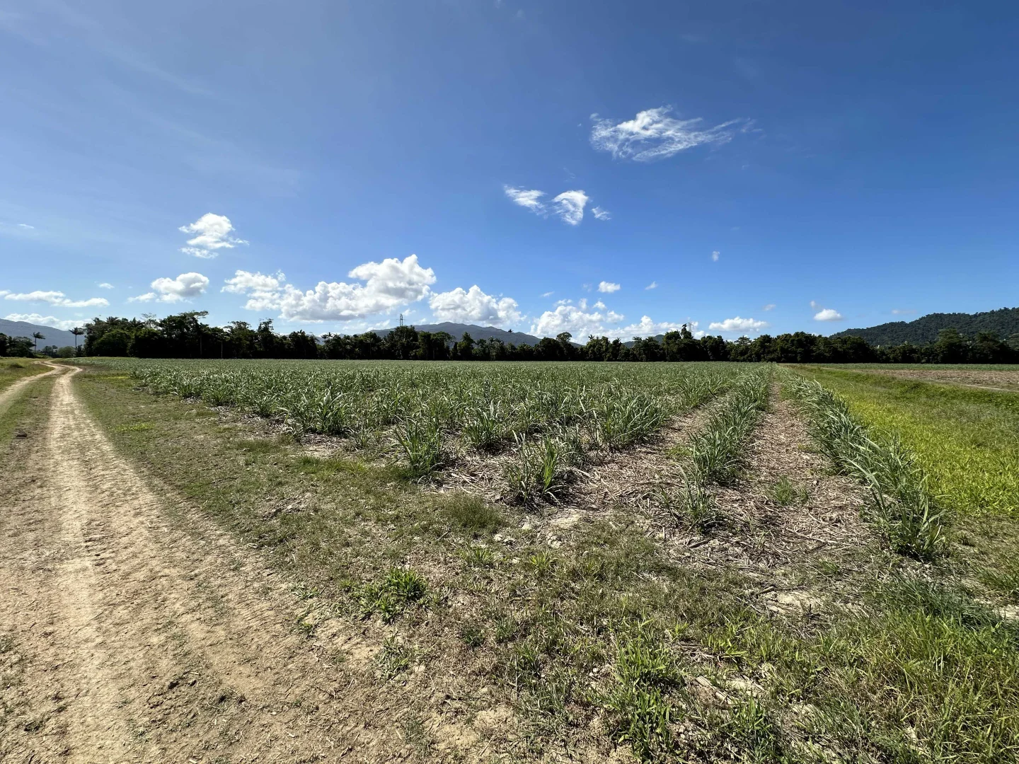 Additional image 25 of East Feluga QLD 4854