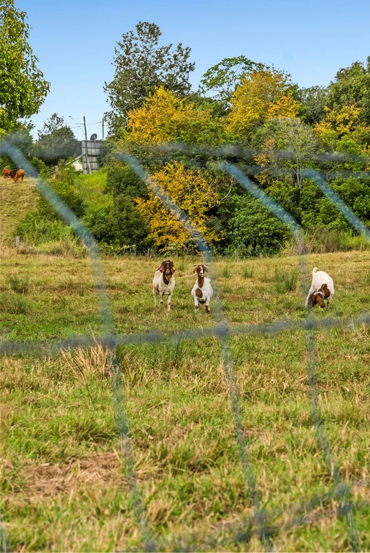 Additional image 86 of 19 Lacey Lane, Yandina QLD 4561