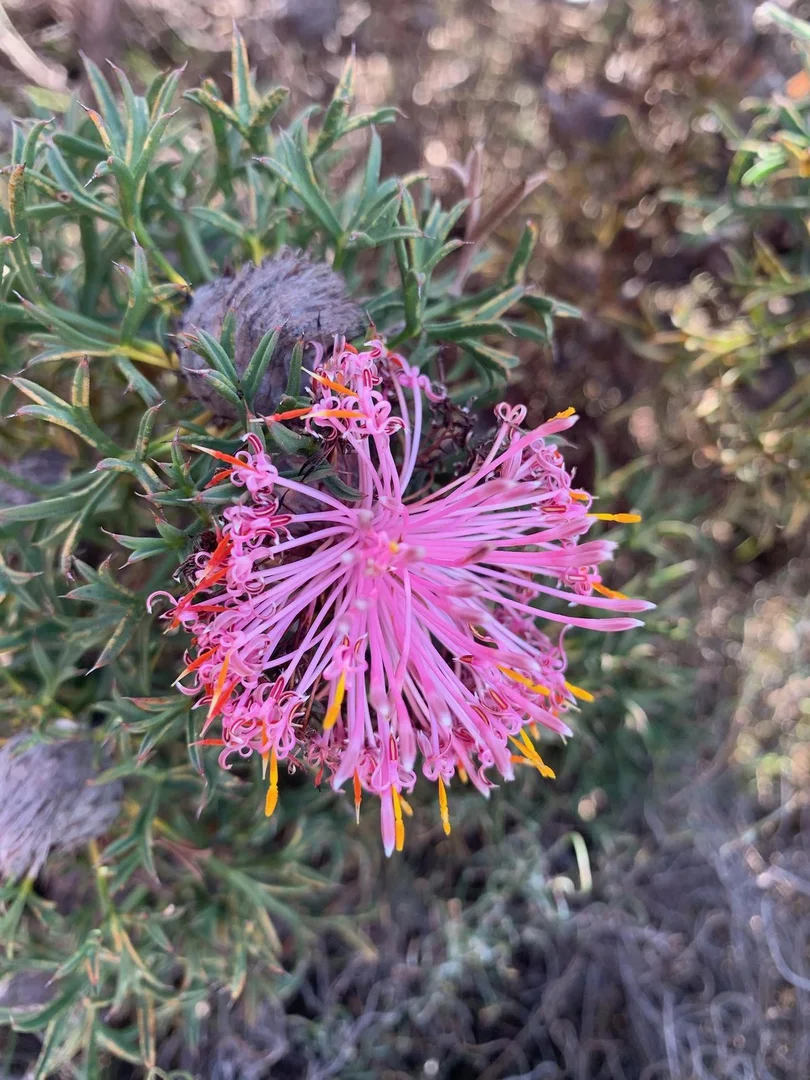 Additional image 11 of 55 Pen Road, Warradarge WA 6518