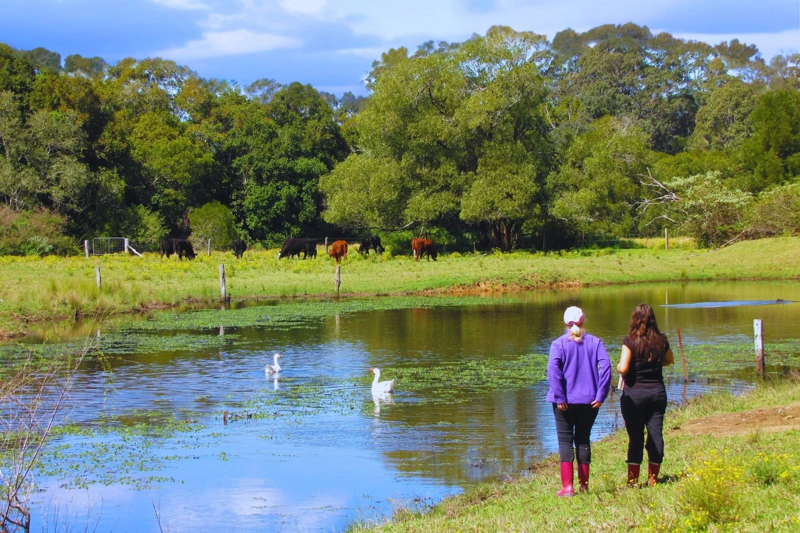 Additional image 3 of 84 Kings Creek Road, Krambach NSW 2429