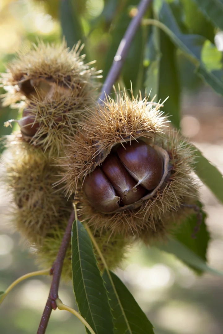 Additional image 43 of 192 Myrtleford-Stanley Road, Stanley VIC 3747