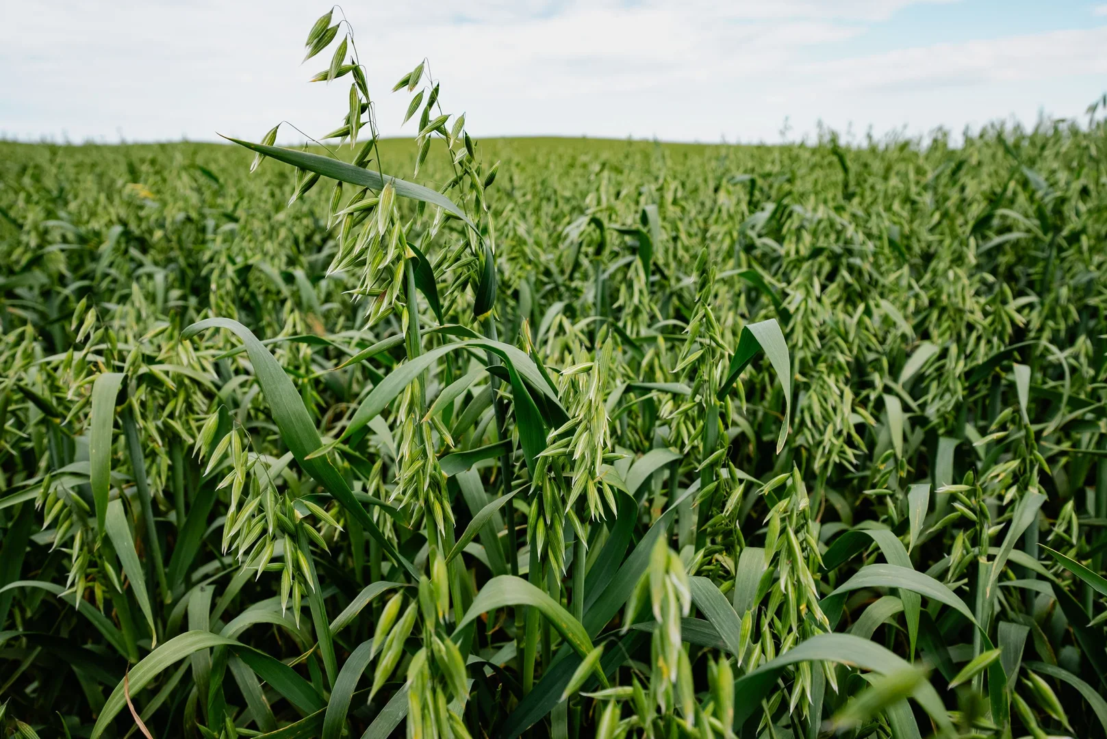 Additional image 7 of Meningie SA 5264