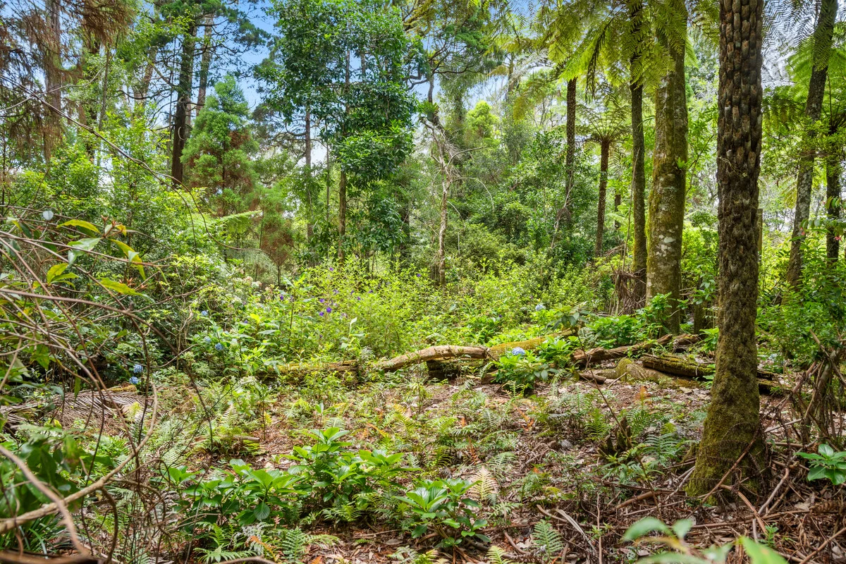 Additional image 12 of 5 Banksia Road, Springbrook QLD 4213