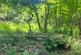 Additional image 21 of Mere Brow Wood (almost 13 acres), Mere Brow, Preston, Lancashire PR4