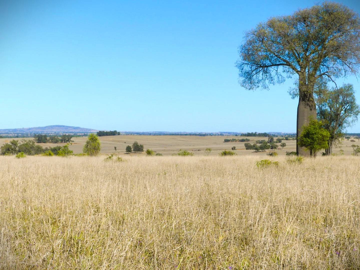 Additional image 13 of 'Bracco' Orallo Road, Roma QLD 4455