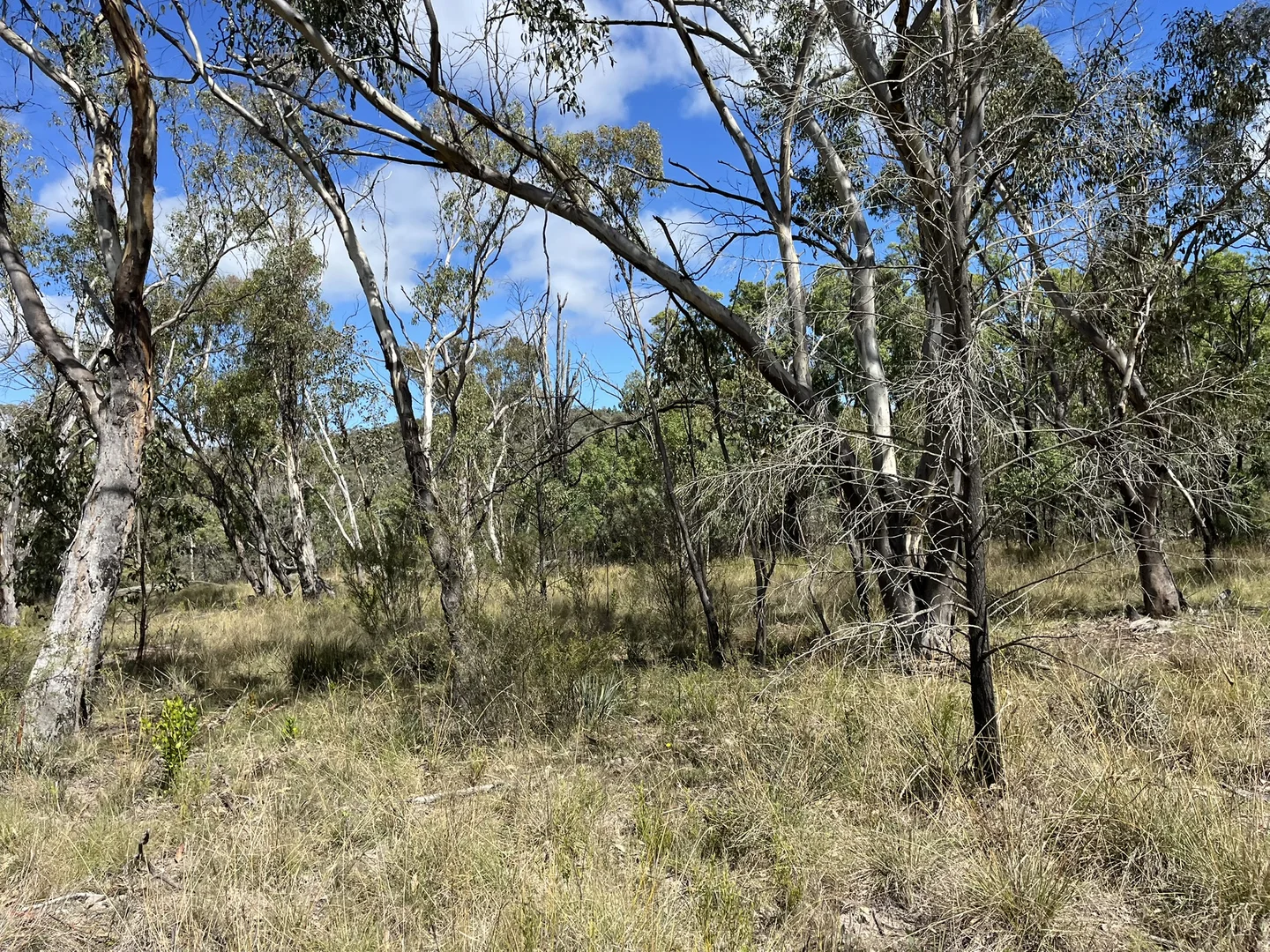 Additional image 16 of Bald Rock Bendemeer Road, Kingstown NSW 2358