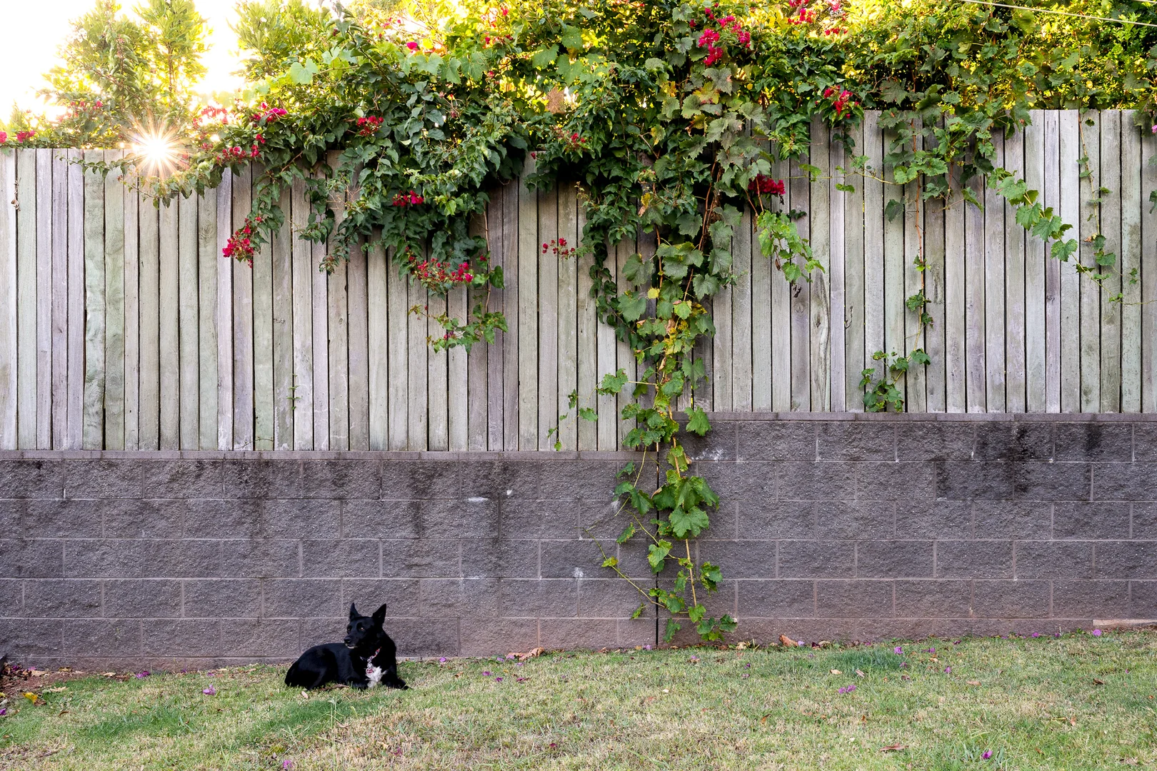 Additional image 6 of 7. Brodie Street, Mount Lofty QLD 4350