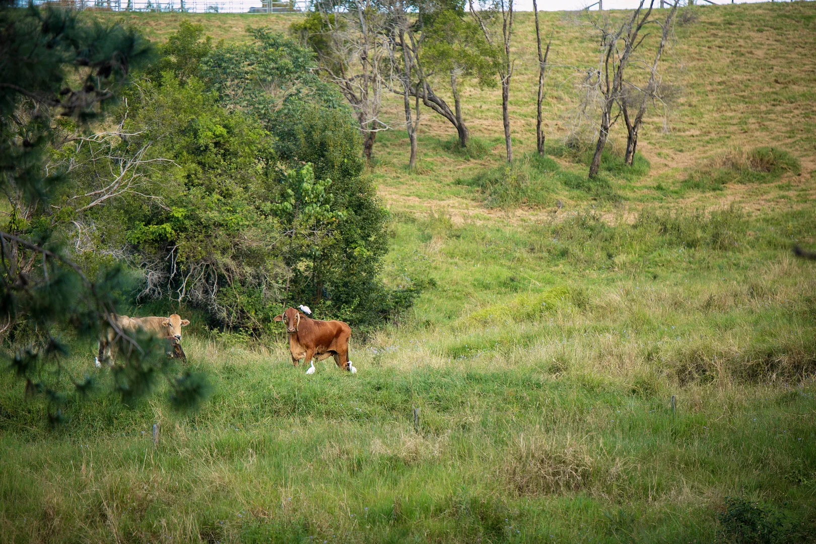 Additional image 4 of Lake Macdonald QLD 4563