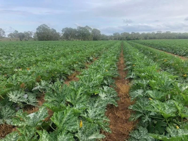 Additional image 7 of 190 Riverview Road, Calavos QLD 4670