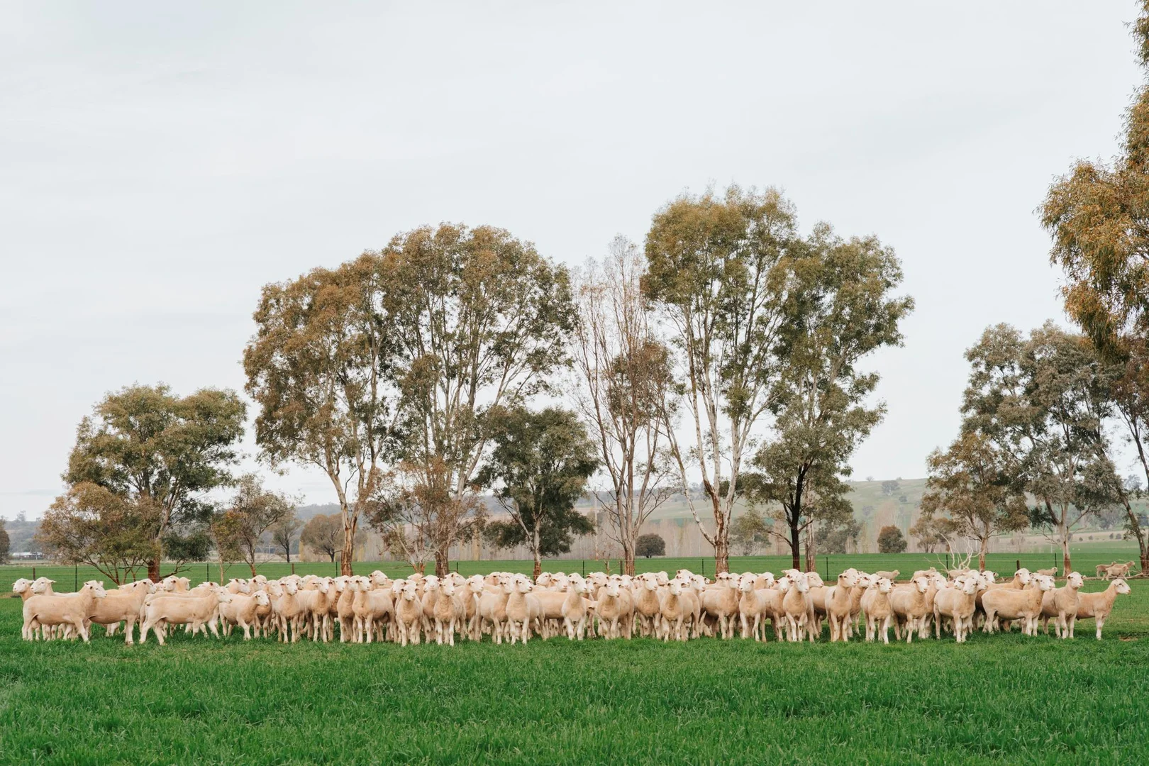 Additional image 15 of 1679 Stockinbingal Road, Cootamundra NSW 2590