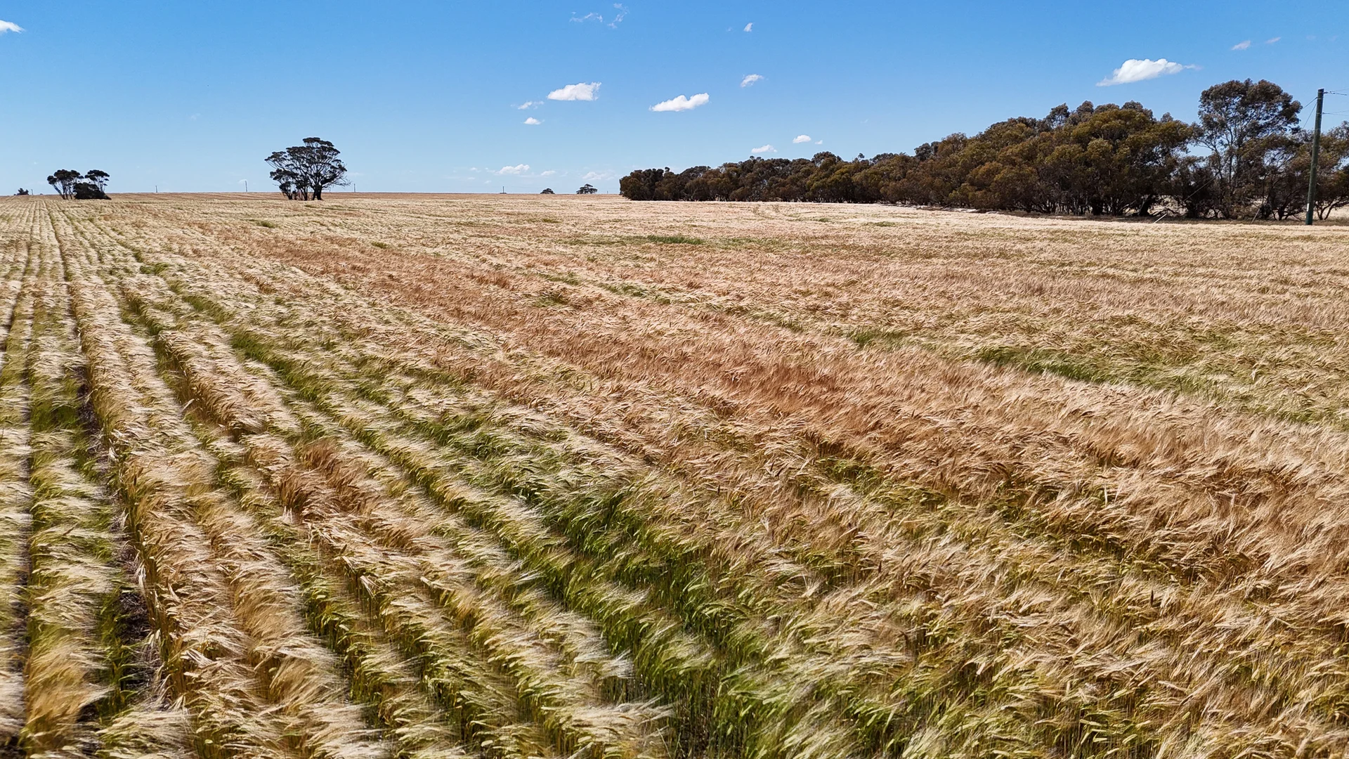 Additional image 8 of Kolonga Downs 175 McAuliffe Road, Katanning WA 6317