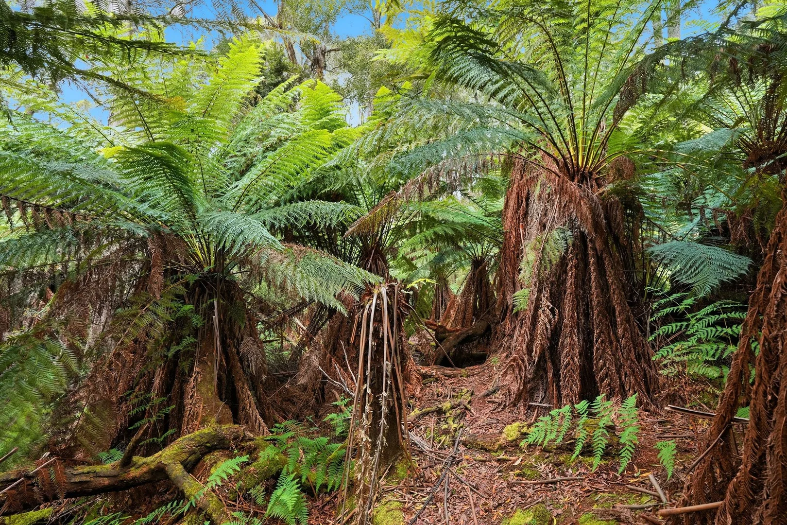 Additional image 6 of 107 Wielangta Road, Kellevie TAS 7176