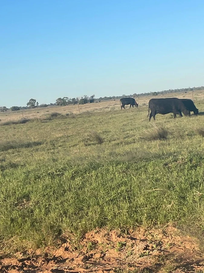 Additional image 2 of 9812 Pilliga Road, Coonamble NSW 2829