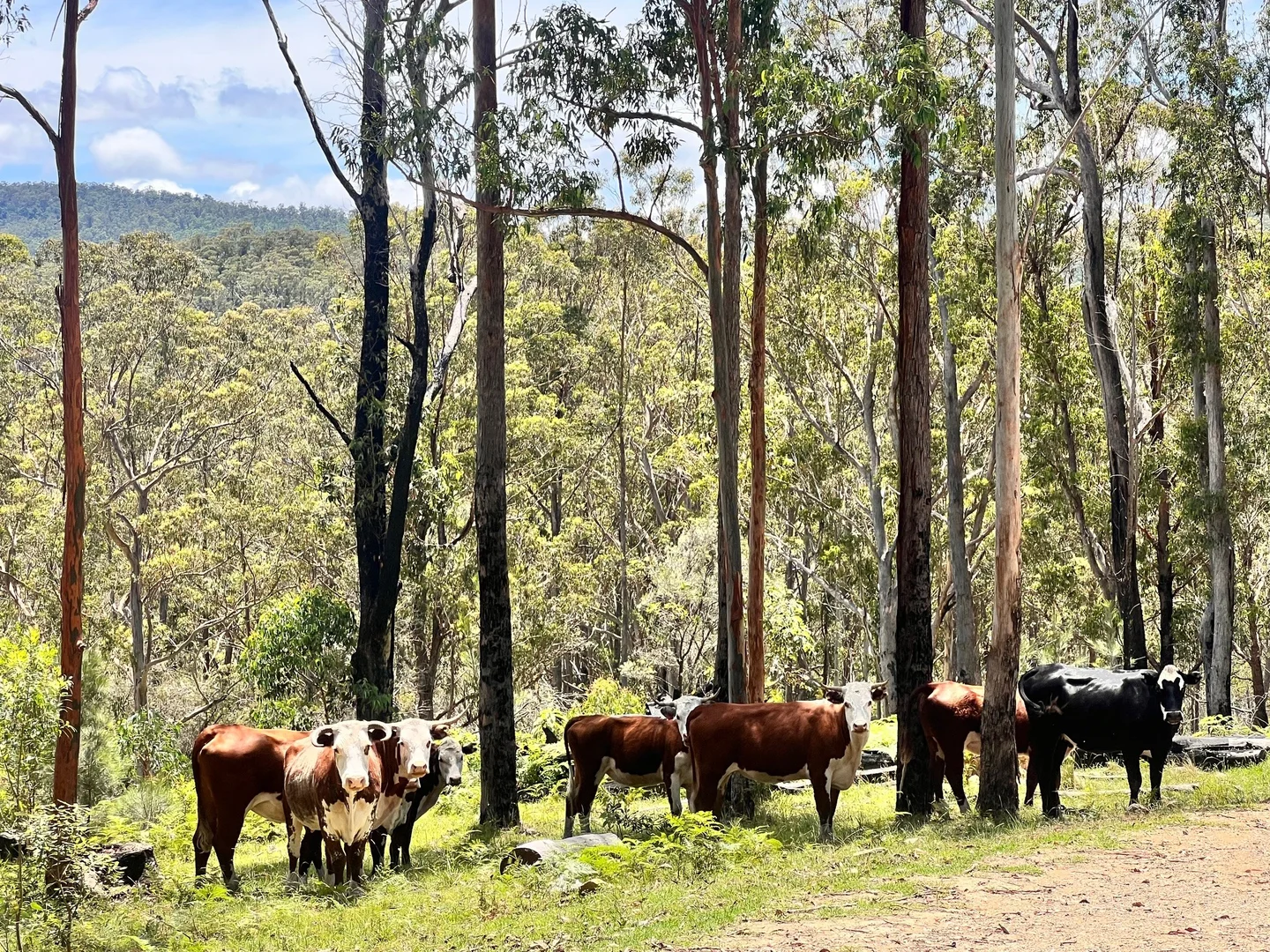 Additional image 16 of 191 Sheepstation Creek Road, Dundurrabin NSW 2453