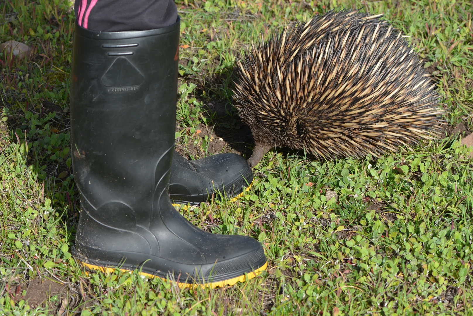 Additional image 29 of 839 Signal Flat Road, Finniss SA 5255