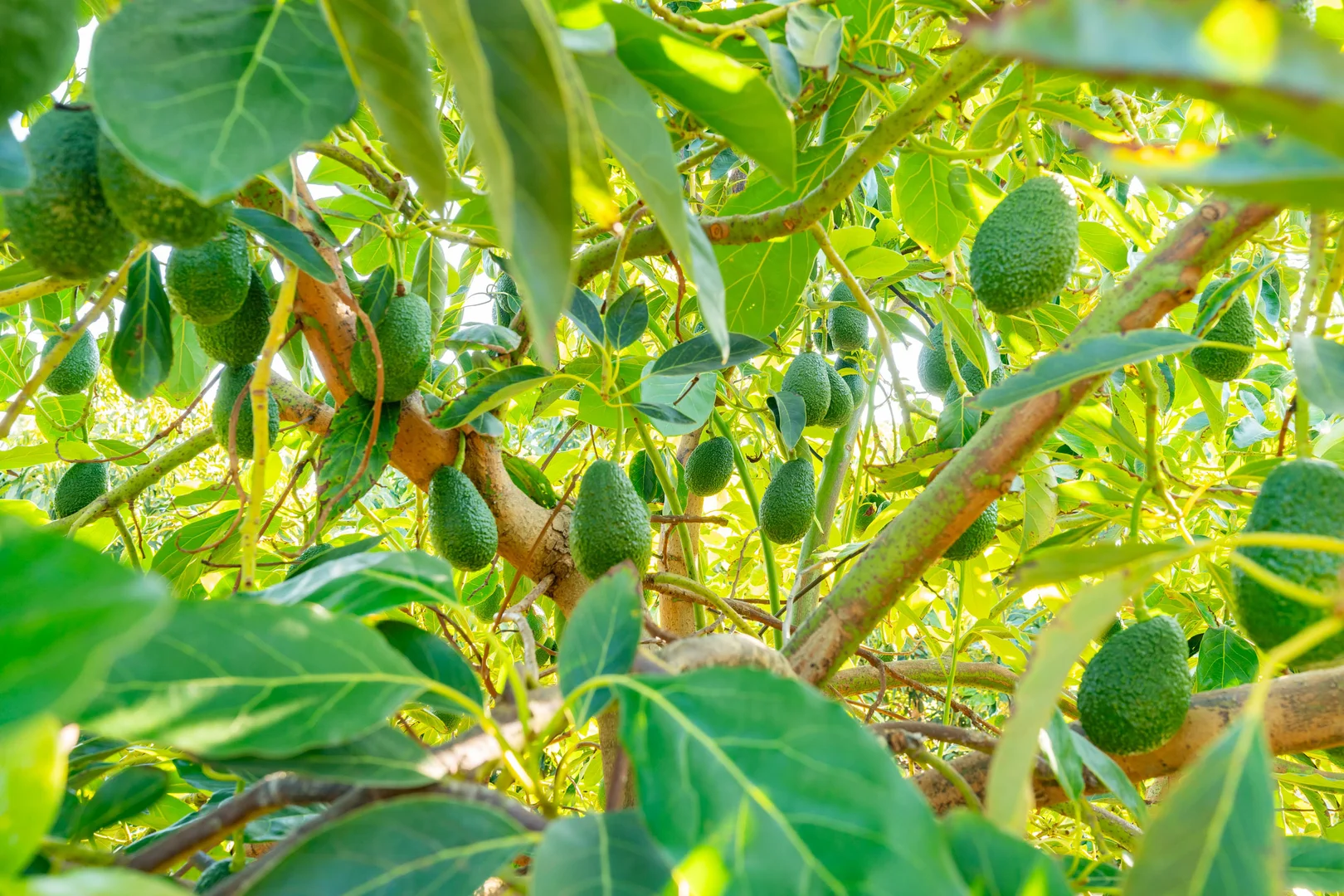 Additional image 13 of Sepelts Road, Barooga NSW 3644