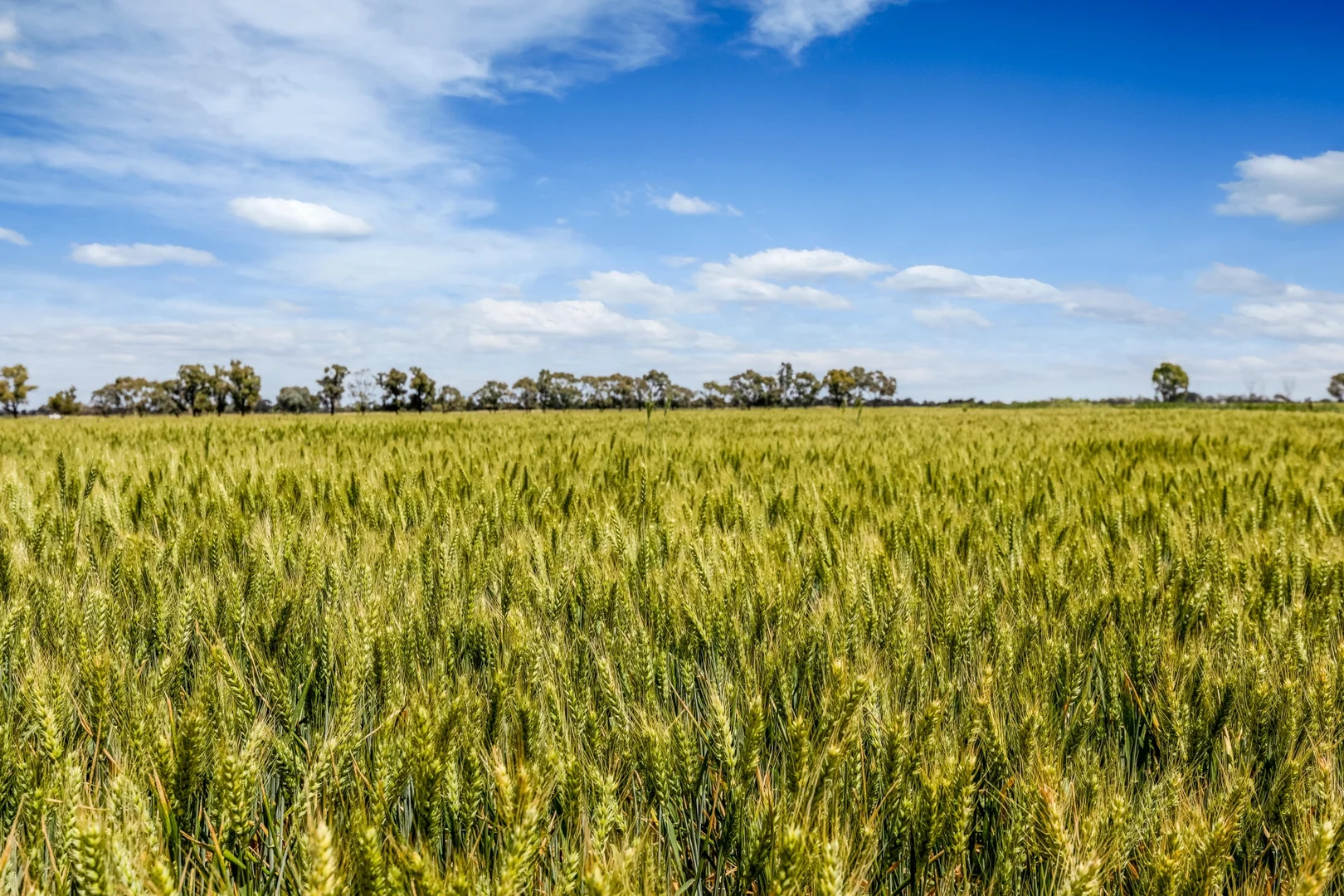 Additional image 10 of 7172 Murray Valley Highway, Cullen VIC 3568