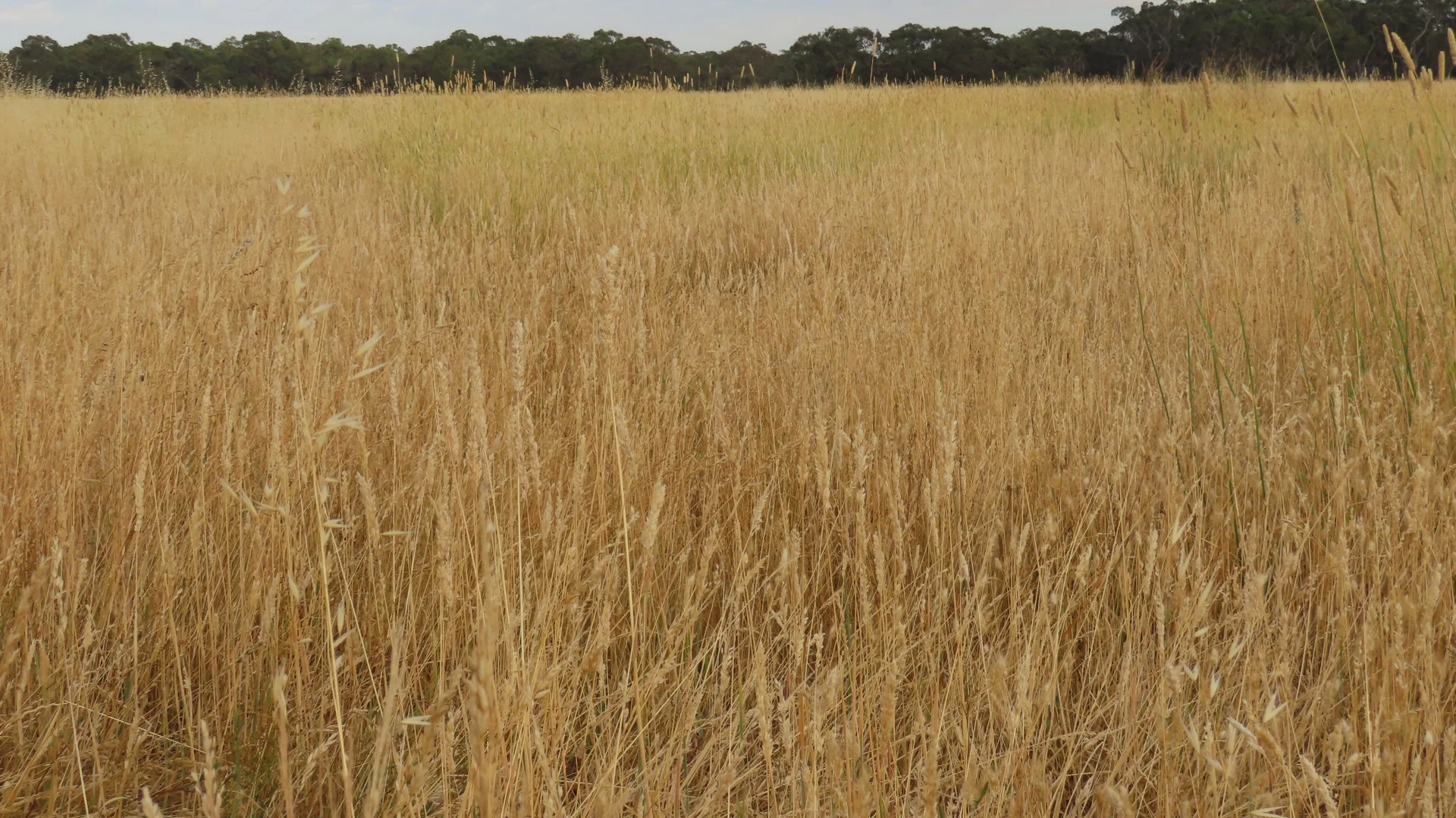 Additional image 28 of 110 Coote Rd, Moerlong SA 5278