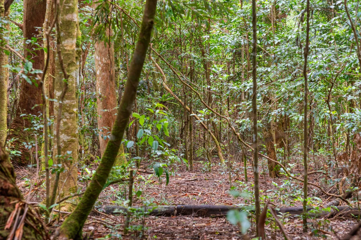 Additional image 8 of 5 Banksia Road, Springbrook QLD 4213