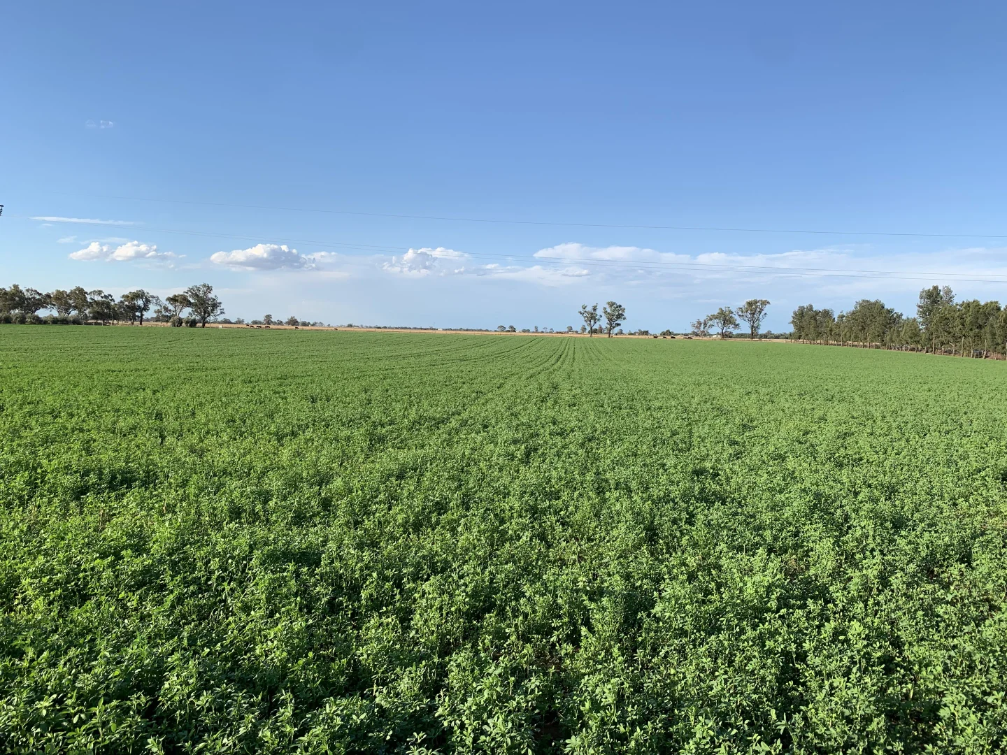 Additional image 8 of 149 Old Backwater Rd, Narromine NSW 2821